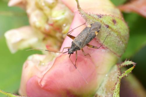 Closterotomus fulvomaculatus